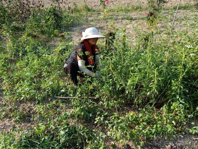 在亳州前李合的田间，看白花前胡茁壮生长