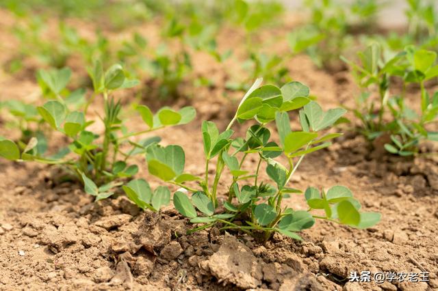 巧施肥，高产量！花生怎么施肥？基肥用量、追肥时间，你都知道吗