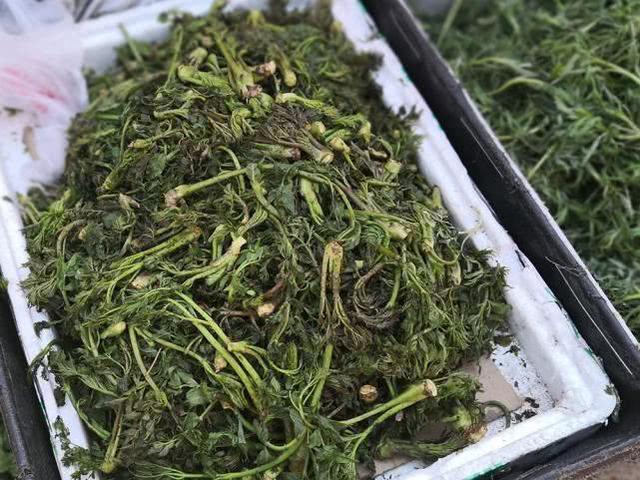 这树满身刺，树芽却是极品野菜，出口日本成高端菜，营养不输人参