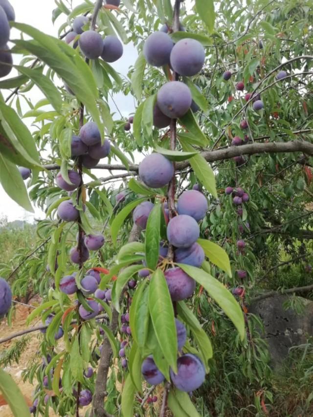 李子种植技术