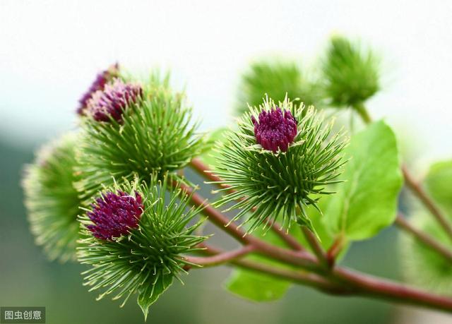 中药材牛蒡子的种植收益及产区分布