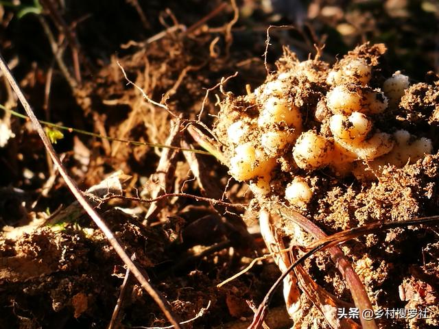 兰花种植究竟用什么土好？理论与实践结合，新手也能学会养兰花