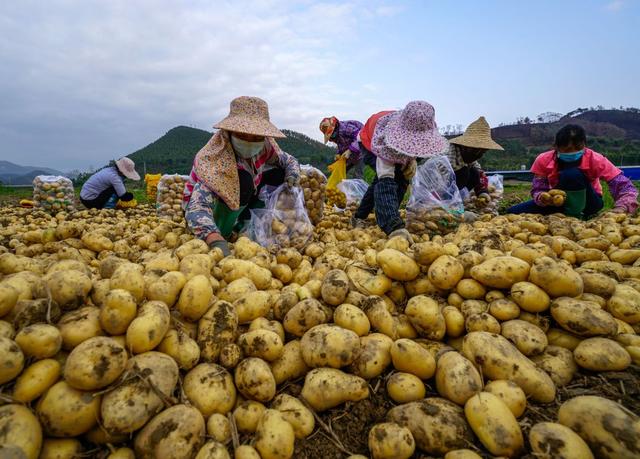 广西钦州：冬种马铃薯“种得好 上市早 价格高”