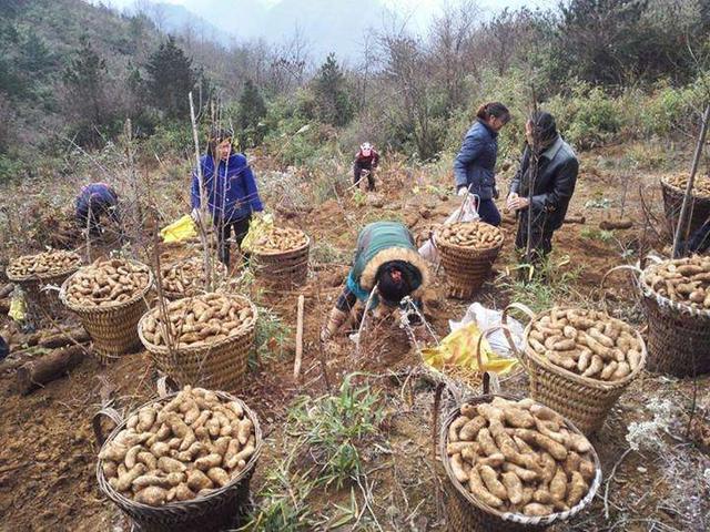 野生400元一斤，种植的也不便宜，价值十分珍贵，遇到别错过