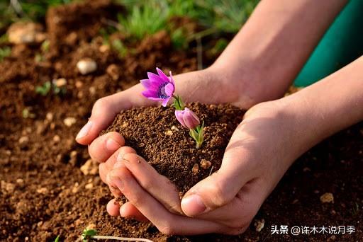 养月季用哪种土种最好？花钱的和不花钱的你任选一个