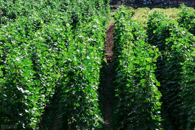 菜园种植豆角四季豆，学着做好这几点，豆荚挂满架，天天摘不完