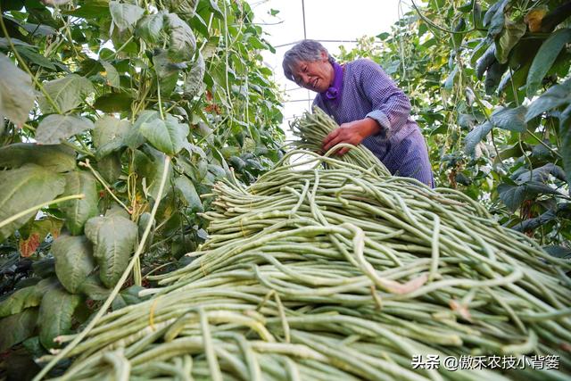 种植豆角记住这6点，豆角开花结荚多、落花落荚少、采收期延长