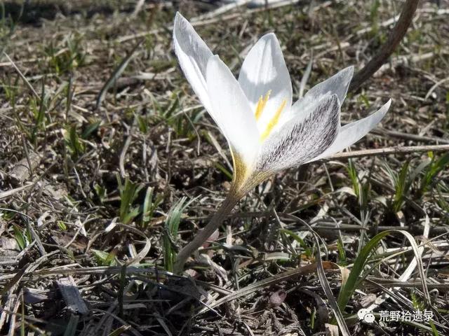 白番红花 Crocus alatavicus.（新疆野百合、顶冰花）