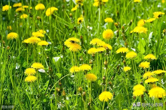 农村除了种粮食、水果赚钱外，种蒲公英就挺不错，高产你会种吗？