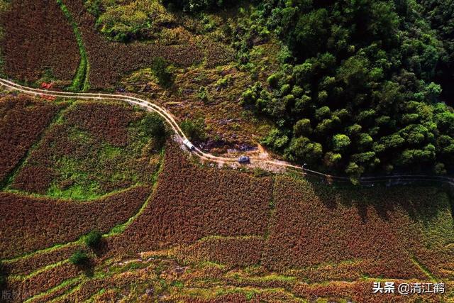 高粱是怎么活下来的？种植高粱效益比玉米高为什么人们不大量种植