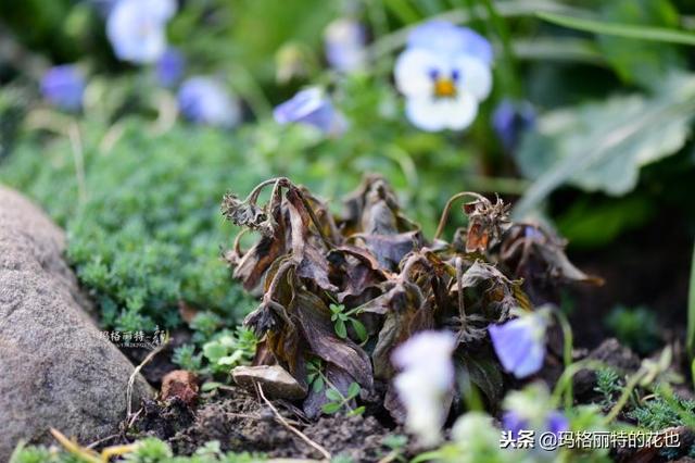 速冻后的花园植物们，你还活着吗？｜园丁