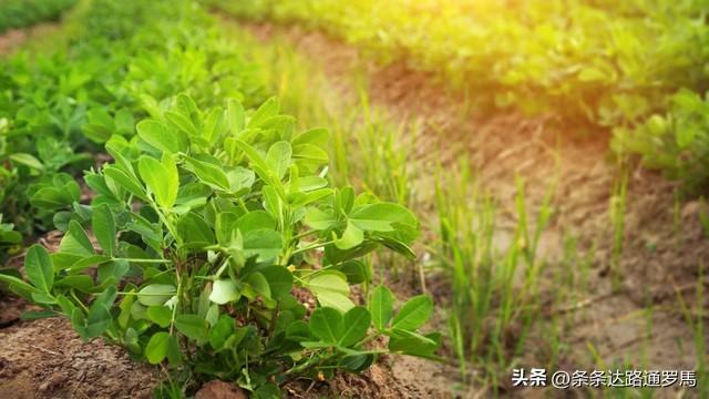 花生种植其实很简单，做好简单的几步，花生高产又高品