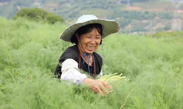 逢春岭乡：芦笋种植托起群众致富新希望