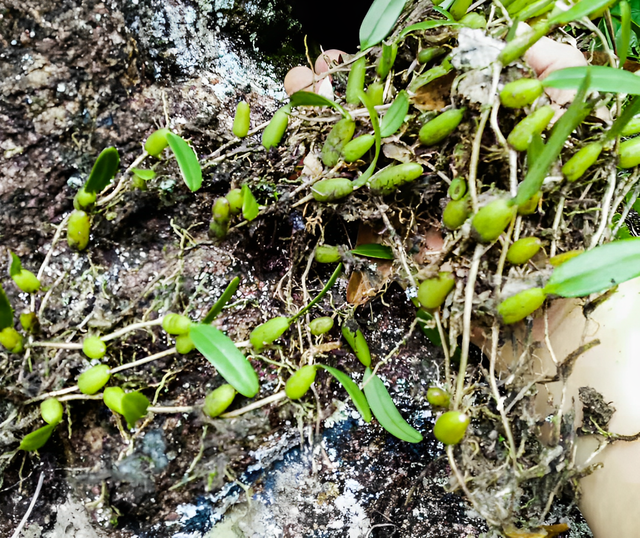 有着“止咳良草”之称，贴在树下生长，又名石橄榄，极为珍贵！