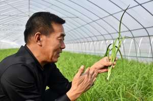 红珍珠番茄种子种植(航天蔬菜豇豆长1米​茄子重3斤，河南农民菜种子游太空12天，赚钱快)