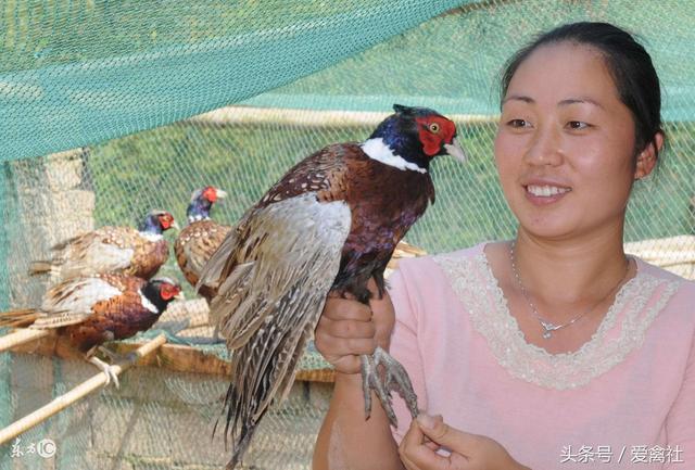 野鸡养殖不仅难度大，利润也并没有想象的那么高