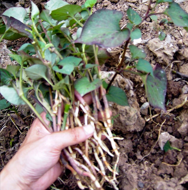 湖北大叔种植鱼腥草，开发附加产品让草价翻十倍，一年销售千万元