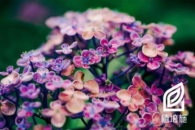 「植培施」八仙花Hydrangea macrophylla 落叶灌木类栽培手册