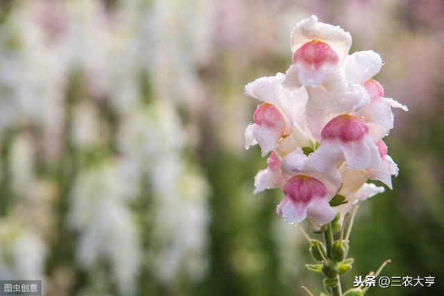 金鱼草的种植时间及种植方法你了解吗？跟着小编一起学习一下吧