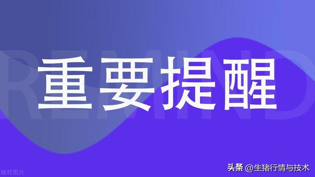 全国生猪规模养殖比重已占65.1%，散户当下与未来如何