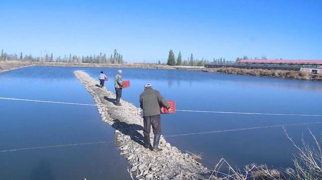 “离海最远”的新疆，这里的土地可以养海鲜，新疆是怎么做到的？