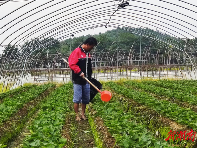 小小草莓助农大增收