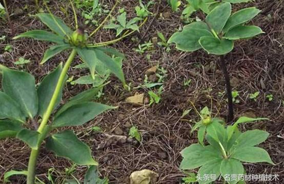 重楼种植技术，要想产量高，三种生态复合套种效益好！