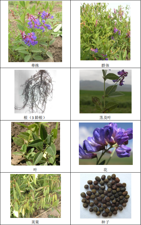 【科学头条】20年精耕牧草，兰大新种播撒高山草原新希望