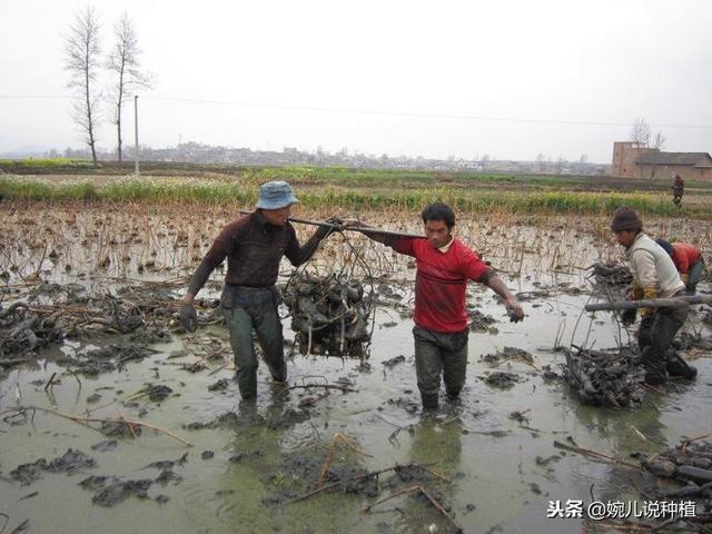 农村一种作物，种植翻两倍，专家猜测：明年还会涨，利润很可观！