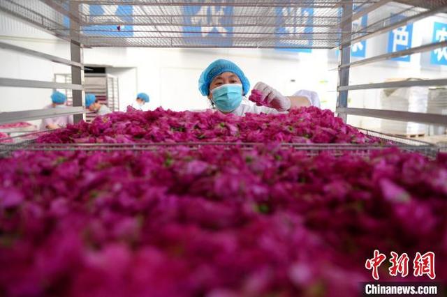 闻着花香致富：河北阜城玫瑰种植延伸“赏食用”