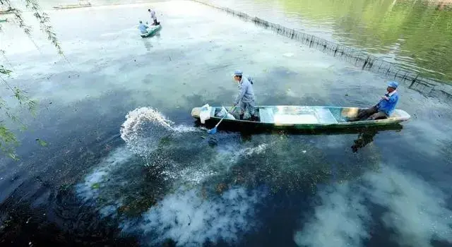 氨氮问题一直阻碍对虾的养殖，怎样正确降解？