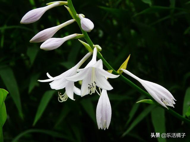 江南第一花：玉簪花，传说美丽，如此简单养护即可爆盆