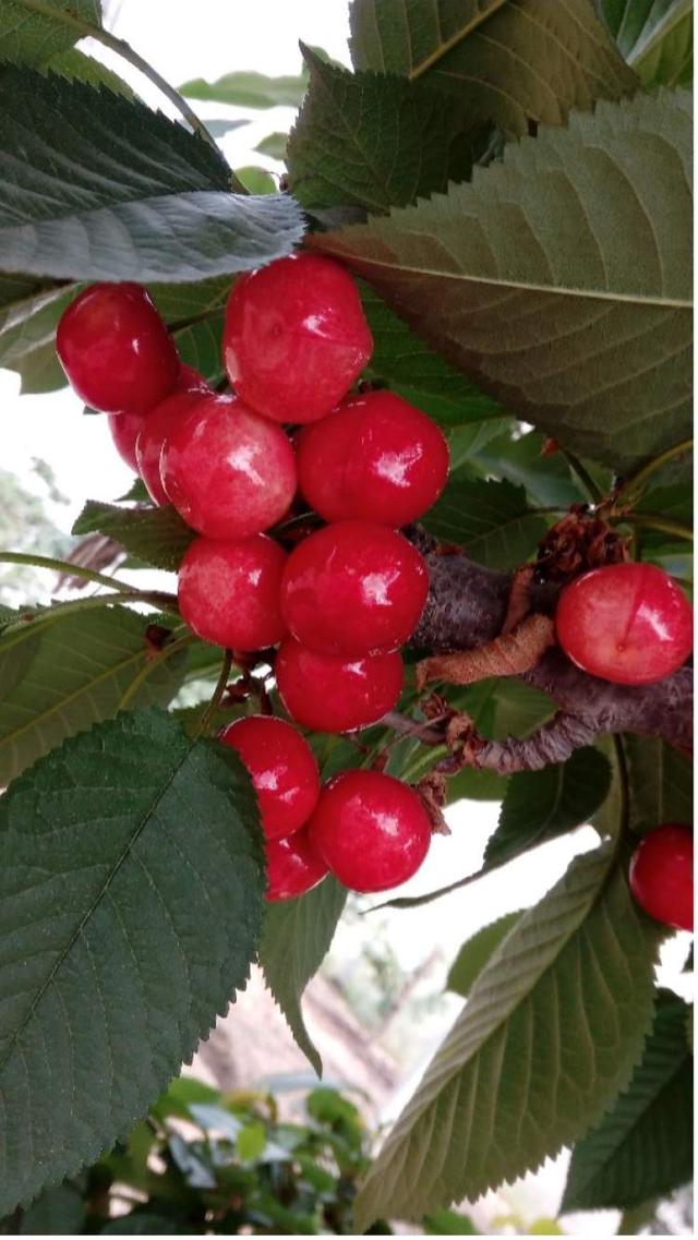 荔枝“白菜价”！本地马陆葡萄、蓝莓、樱桃都已上市，东魁杨梅也到货，大口吃水果的季节到了