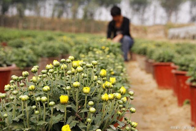 菊花种植方法和时间