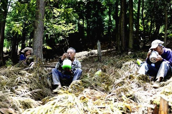 贵州大方：林下中药材种植让青山变“金山”