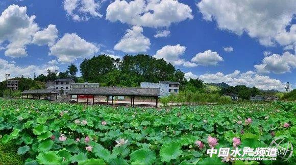 重庆有人养澳洲淡水龙虾，第一年养殖或将带来250万元收入