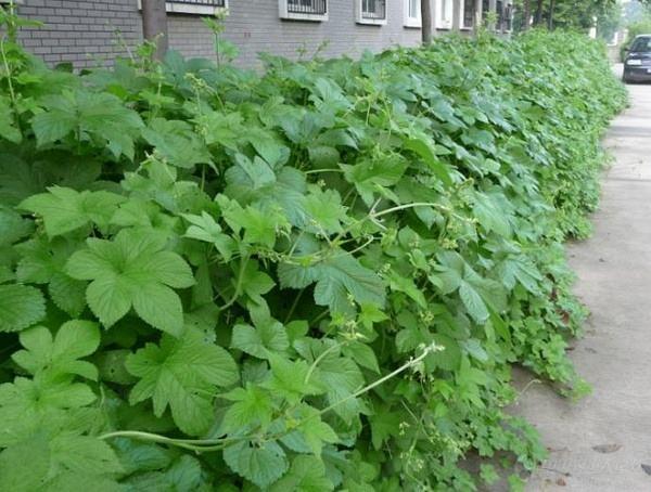 这些植物本领大，能监测空气；能判断土壤酸碱度