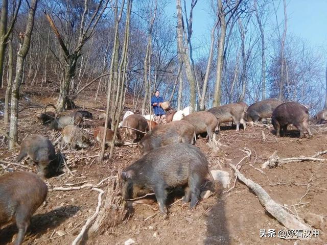 专注野猪养殖 打造共富之路——访佛坪县鑫盛特种野猪养殖专业合作社负责人邓泽忠