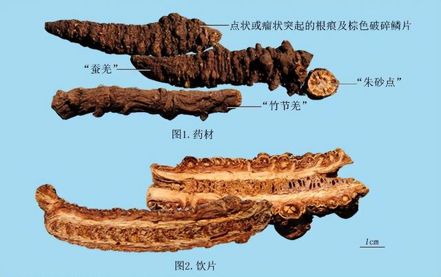 带你识别羌活