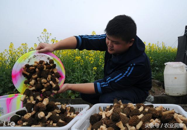 每斤90元的羊肚菌，种植管理要注意这7点！一定会卖个好价钱！