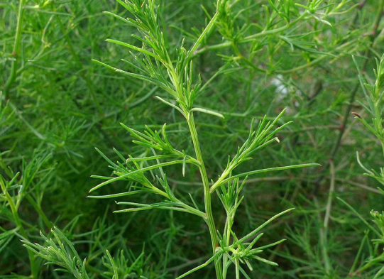 美国人眼里的“灾难草”，竟是我国古人饭桌上的常客，难活过童年