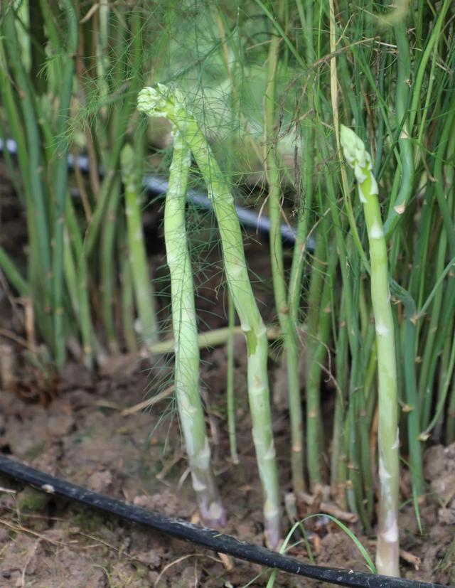 逢春岭乡：芦笋种植托起群众致富新希望