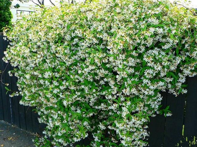 风车茉莉，小清新香水花墙，花量小长势慢，从这六方面找原因