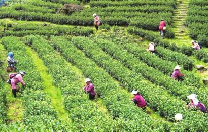 满园春芽吐新绿 春茶飘香采摘忙