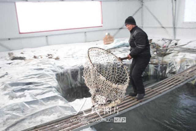 黑龙江黑河：隆冬时节 网箱养殖的鲟鳇鱼开始上市