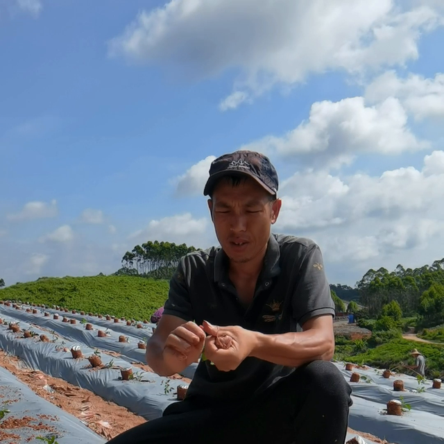 继续大量种植 高产牛大力！为什么我们每年新种植牛大力？...