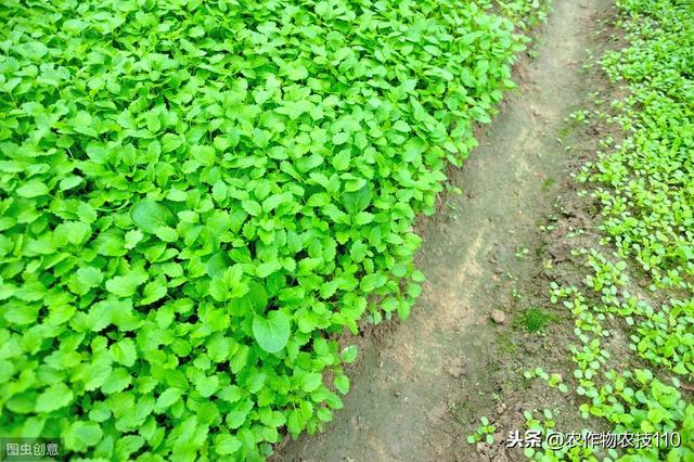 史上最全面的香菜种植技术大全，看了不后悔