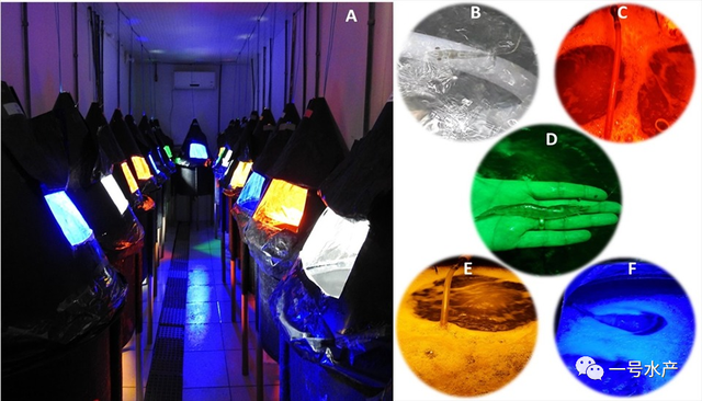 室内养虾，灯光决定虾的大小！其中，这种灯光的养虾效果最佳