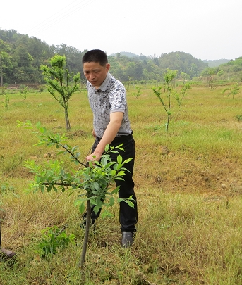 老果农栽植果树成活率高的10个窍门，我已经帮你找到了