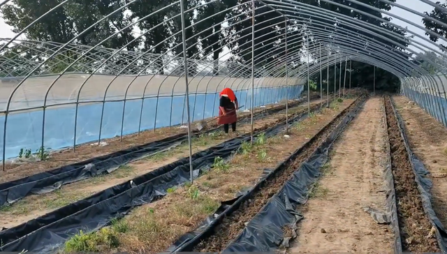 甜瓜无土栽培成本低的技巧，学会种植槽的建造，省钱效果好